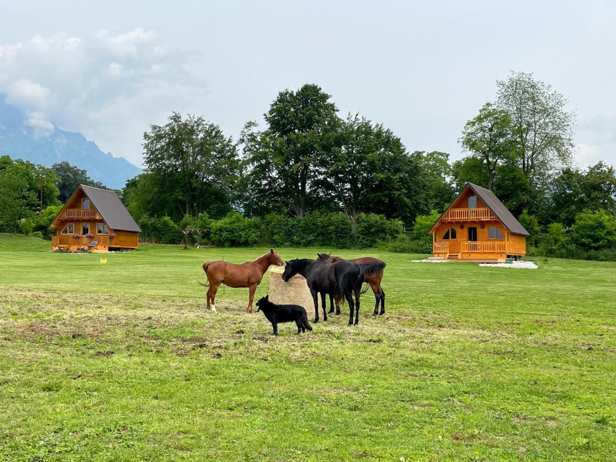 Agri Camp Dolomiti Lejlighed Belluno Eksteriør billede