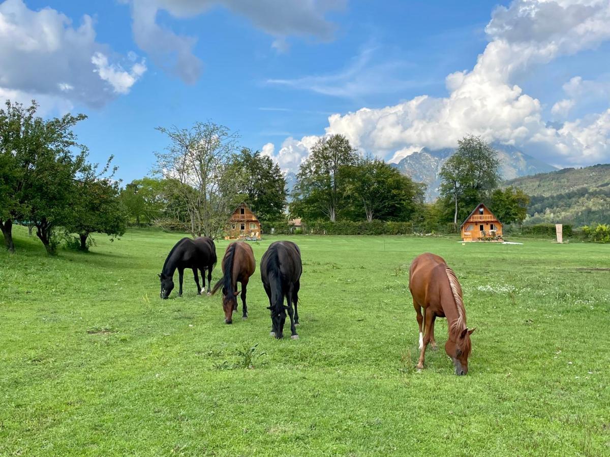 Agri Camp Dolomiti Lejlighed Belluno Eksteriør billede
